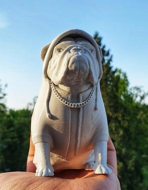 "Big poppa" English Bulldog