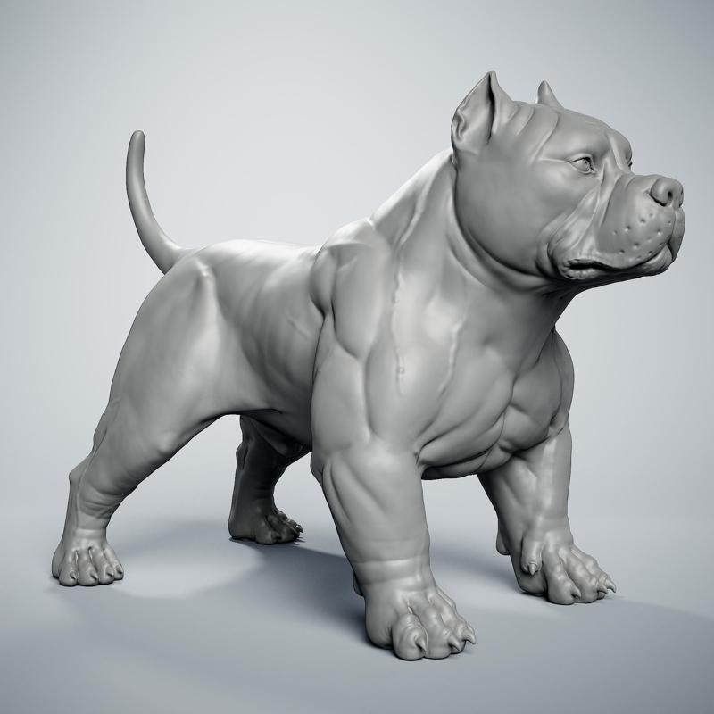 American Bully