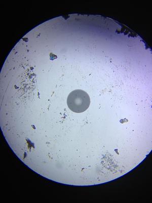 iPhone Fiber Optic Microscope adapter