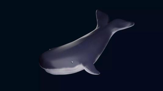 Whale 3D Model