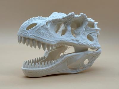 Velociraptor Skull Fossil