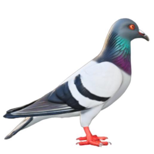 Stylized Urban Pigeon