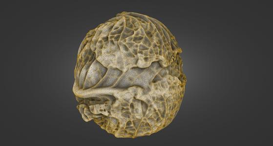 Cabbage Set — Whole, Two Halves & Slice — Laser-Scanned 3D Models (500k & 1.5M OBJ/STL) - By ScanPantry