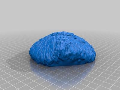 Mushroom Coral (Scleractinia: Fungiidae)