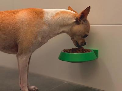 Parametric Dog Feeder for Wall Mount
