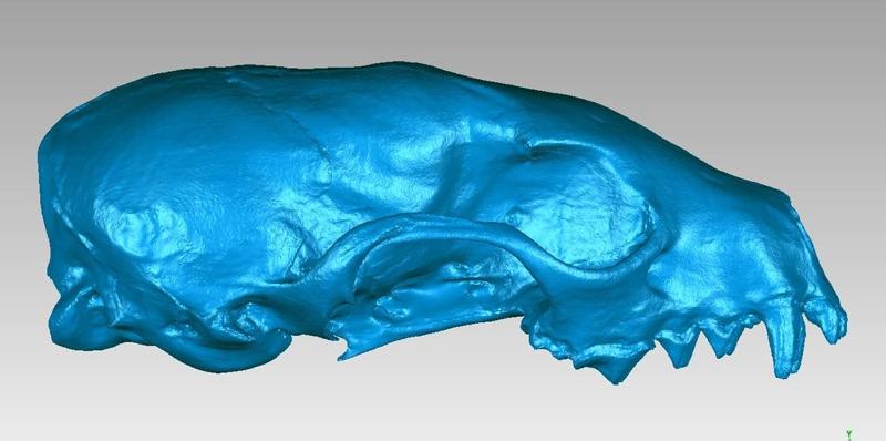 Skull of a stone marten (Martes foina)