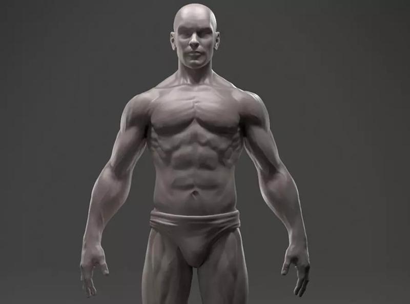 Male Anatomy Sculpture