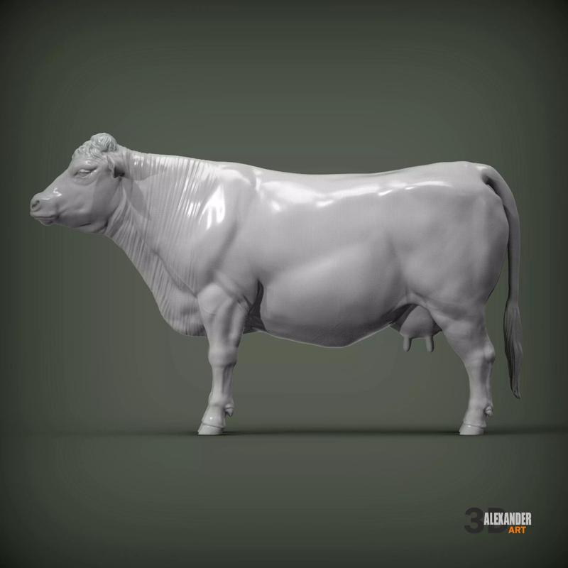 Charolais cow