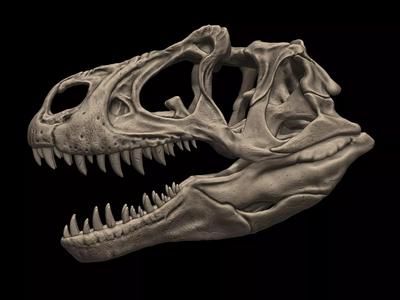 Allosaurus Skull