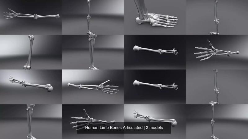 Human Limb Bones Articulated 3D Model Collection