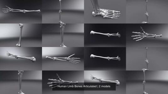 Human Limb Bones Articulated 3D Model Collection
