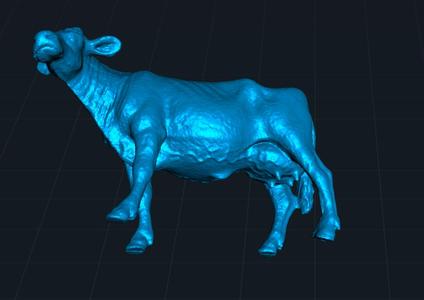 cow without horns