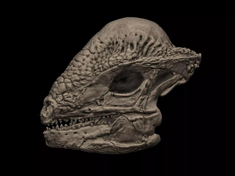 Stegoceras Skull