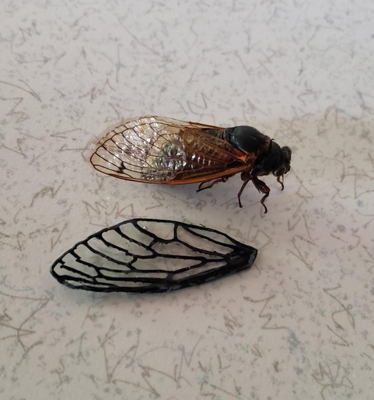 Cicada Wings