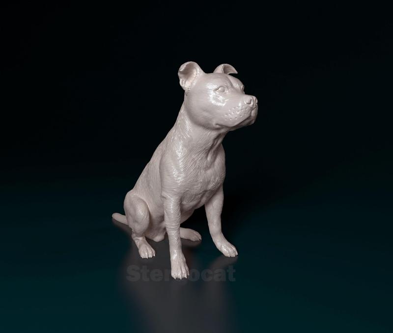 Staffordshire bull terrier