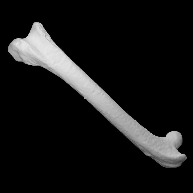 Left Chicken Femur