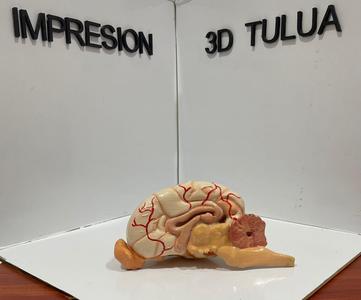 encephalo-brain of dog