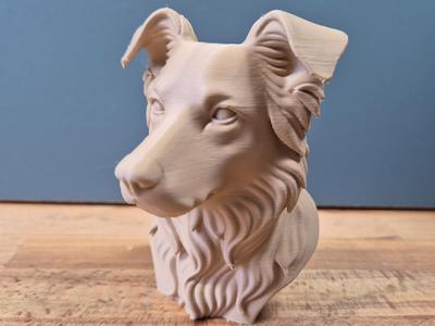 Border Collie Bust