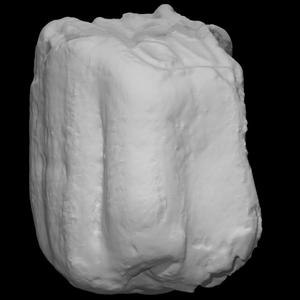 Equus lambei molar