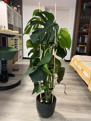 parametric - plant support ring divided in 2 parts