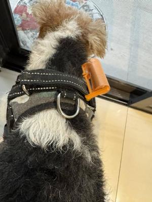 spare poo bag holder. 
