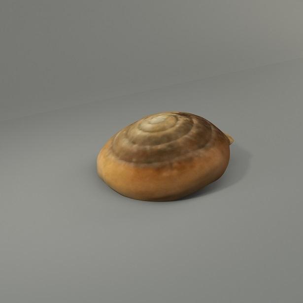 Yamatochlamys lampra