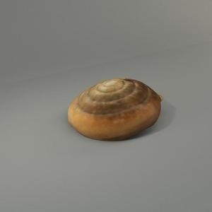 Yamatochlamys lampra