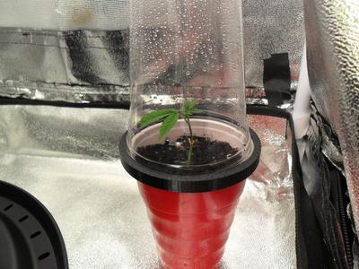 Solo cup greenhouse