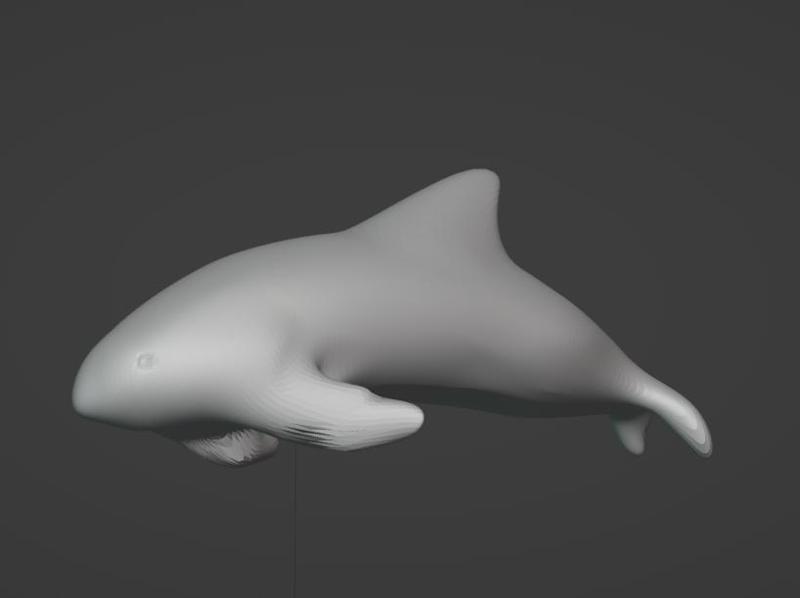 Vaquita