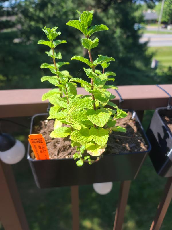 Balcony Railing Garden Box