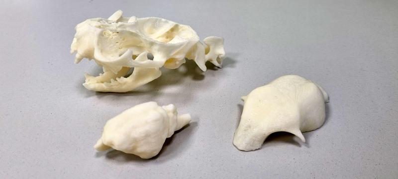 The skull and brain of a Maine coon created on the basis of CT