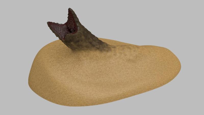 Sandworm emerging from sand
