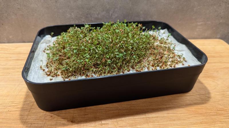 Kressezucht - Einsatzplatte für Curver Infinity Organizer 1,5l - Cress cultivation - Insert plate for Curver Infinity