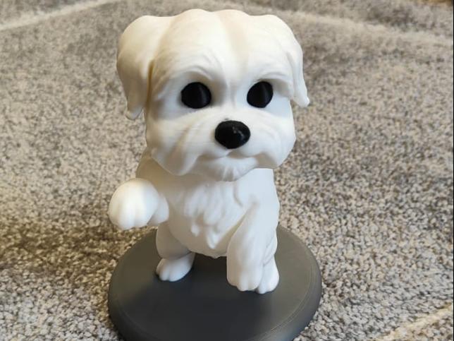Miniature Maltese Dog