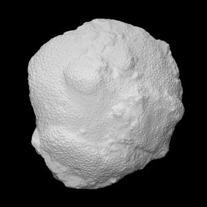 Coral - Favosites sp.