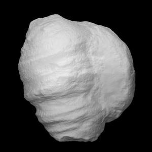 Coral - Ketophyllum and Heliolites