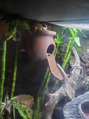 gecko hide