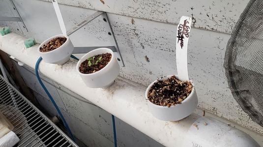 1" Seed Starter for Aquaponics