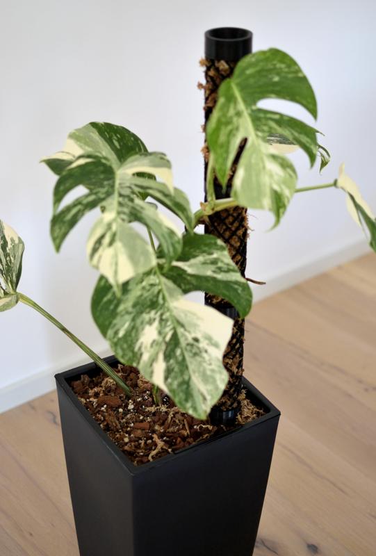 Big moss stick set 10-piece 6 cm diameter modular extendable