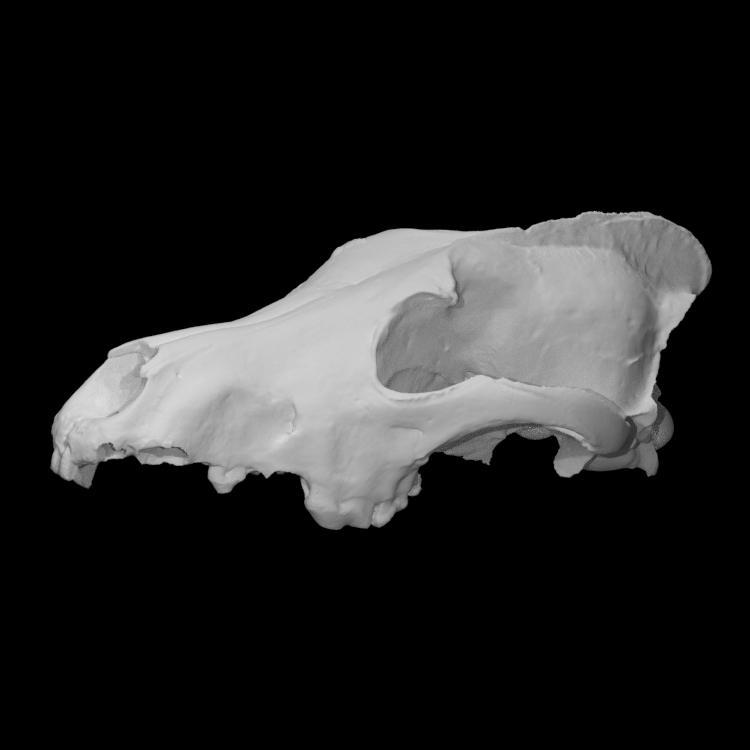 Wolf Skull