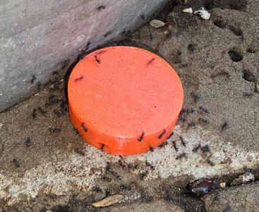 Bee safe ant bait
