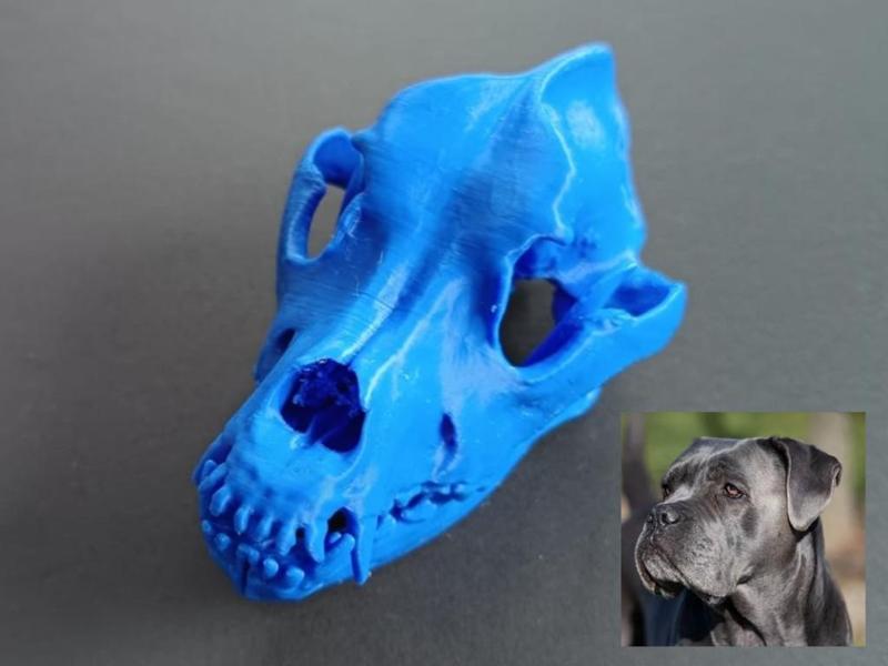 Dog skull (Cane corso) from scan