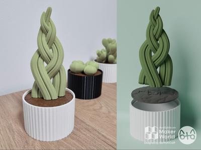 Succulents Box: Snake Plant Braid (S. Cylindrica)