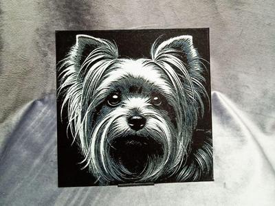 Yorkshire Terrier dog