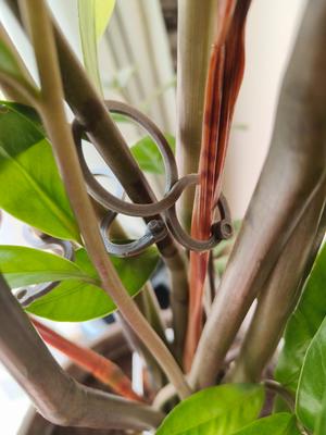 clips fixation