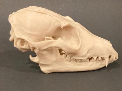 Fox Skull