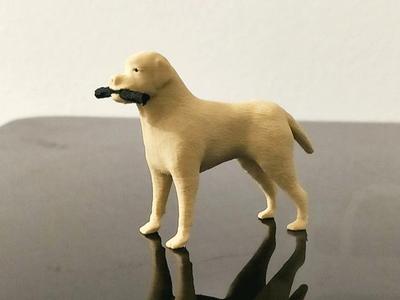 labrador retriever dog dogs