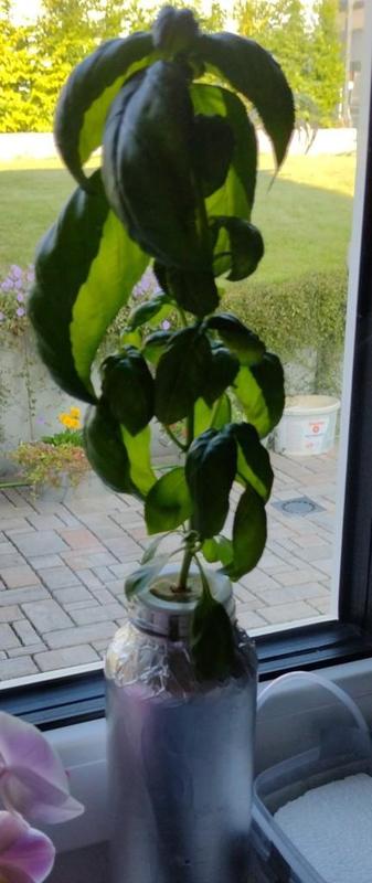 True Fruit Plant Mesh 500ml