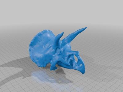 Triceratops Skull