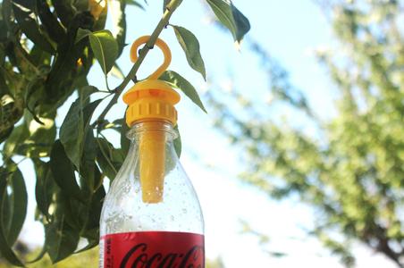 Bottle Wasp Trap